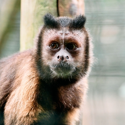 Bruine kapucijnaap - De Zonnegloed - Dierenpark - Dieren opvangcentrum - Sanctuary